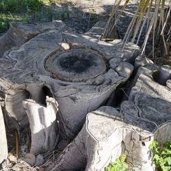 So sieht es aus, wenn eine Würgefeige eine Palme gekillt hat.