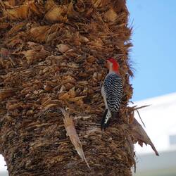 Specht beim Höhlenbau