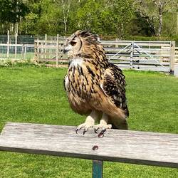 A owl, Lake District Wildlife Park