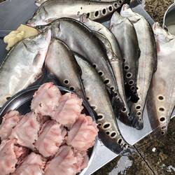 pas frais mon poisson ?