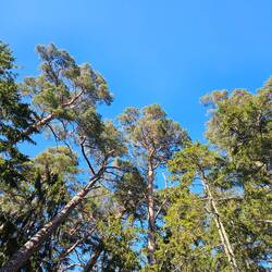 Blick in die alten Kiefern