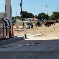 Kuhherde an der Tankstelle in Divindu