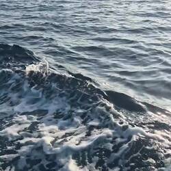 Auf der Fährfahrt haben uns dann noch Delfine begleitet 🥹🥰🫶