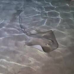 So nah kommen die Stachelrochen (was einige leider nutzen um sie zu streicheln 🙃🥲)