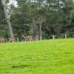 Rehe... Auf dem Campingplatz...