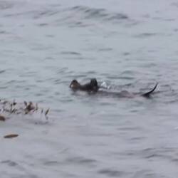 Muschel kloppen für Fortgeschrittene😀🦦