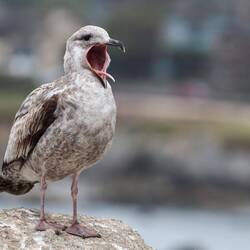 Die Möwen lachen uns bloß aus. 🤷🏼‍♀️