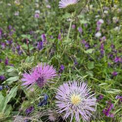 Mariendistel