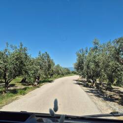 Fahrt durch Olivenhaine🫒