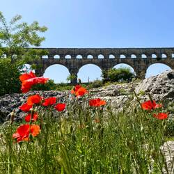 Der allgegenwärtige Mohn