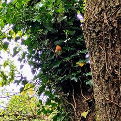 European Robin