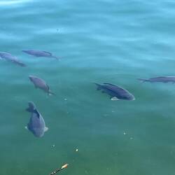 Attenti ai pesci🦈🦈🦈