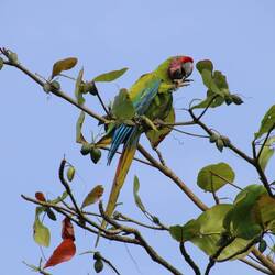 Great Green Macaw