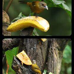 Scarlet-rumped Tanager (female)