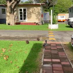 Guten Morgen 🦆🦆