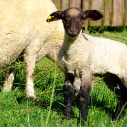 Guten Morgen 🐑🥰