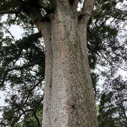 Square Kauri