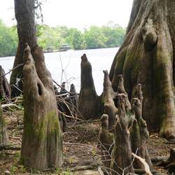 Am Ufer von Fanning Springs - diese spitzen Dinger nennt man Knees - sind Wurzelausläufer
