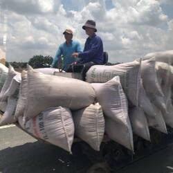 riz fraîchement moissonné en sacs