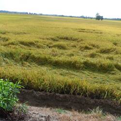 riz prêt à être moissonné