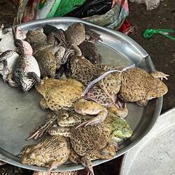 Grenouille à déguster (non, ce ne sont pas des crapauds!)