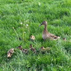 Die Gastgeber Familie wohnt auch auf dem Grundstück