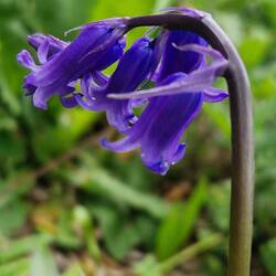 Just for Jane; a proper English bluebell