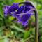 Just for Jane; a proper English bluebell