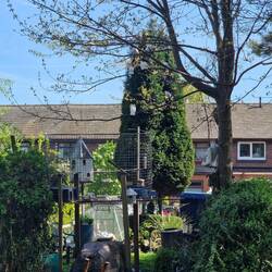 You might be able to spot the doves from the dove house perching in the sycamore