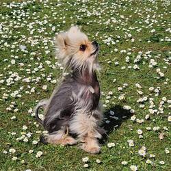 Leo can be a good dog if cheese is involved! 🐶🧀