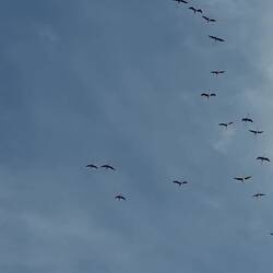 Les flamants roses à Cagliari, une emblème de Sardaigne.