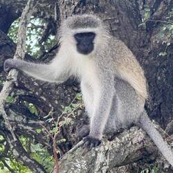 Südliche Grünmeerkatze