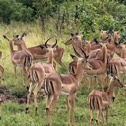 Impalas