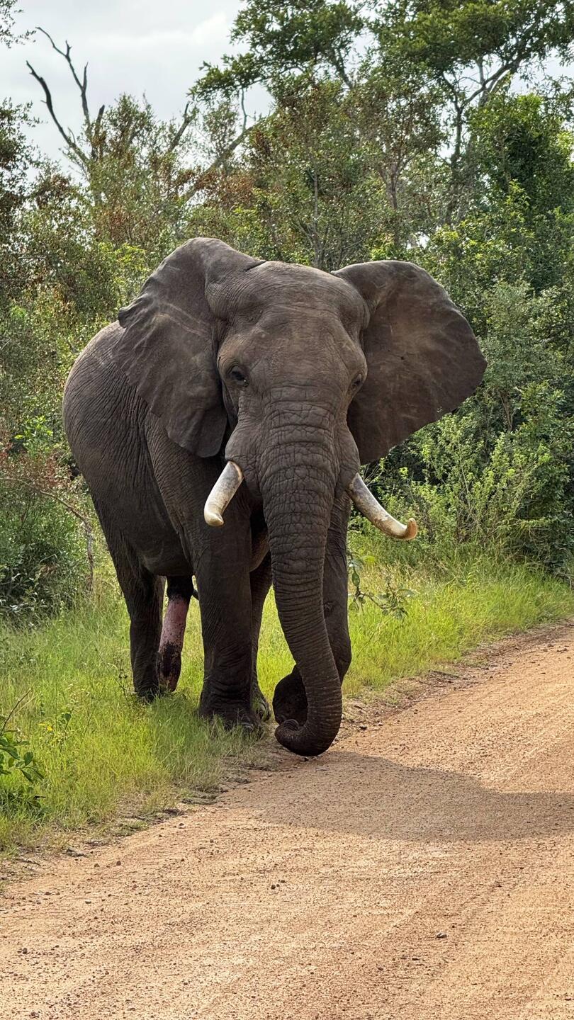 Afrikanischer Elefant