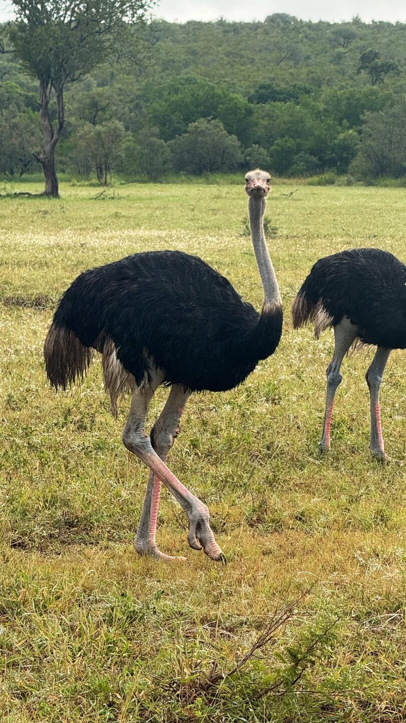 Afrikanischer Strauss