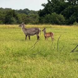 Ellipsen-Wasserböcke