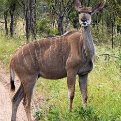 Grosser Kudu