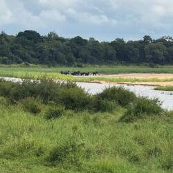 Afrikanische Elefanten