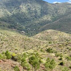 Replanting after the devastating forest fire of a few years ago