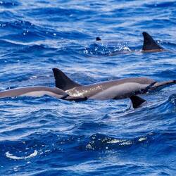 Spinner Dolphin