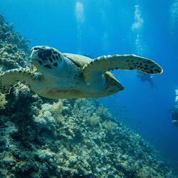 Hawksbill Turtle