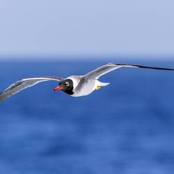 White-eyed Gull