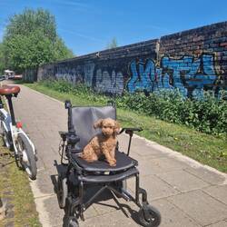 Tiger modelling Vicky's new chair