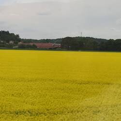 Bright yellow patches of Canola growing in the countryside near Prague
