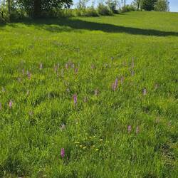 Orchideen Wiese
