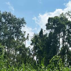 Vous êtes censés voir des ibis, des aigrettes, des cigognes et des cormorans!