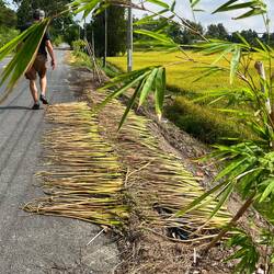Tige de jacinthe d'eau séchant pour la vannerie