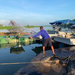 Pêche à l'épervier