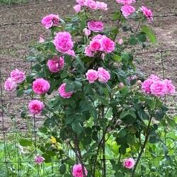 Flowers at Blessed Bounty