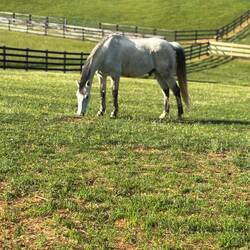 Stone Bridge Equestrian
